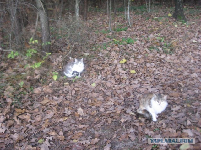 Жизнь домашнего приюта для котеек 419