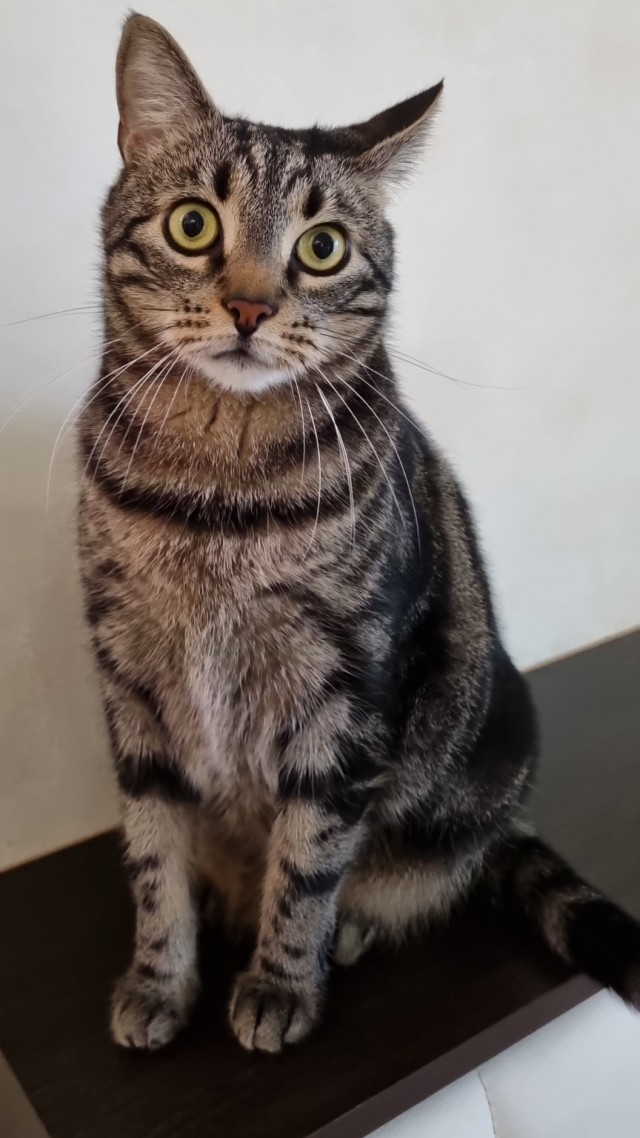 Мой котовторник