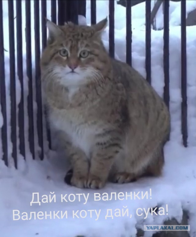 Европейский лесной кот