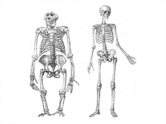 Выберите особенности строения скелета изображенного на рисунке. Покажи скелета Алешу. Кисть руки некоторых представителей отряда приматов.