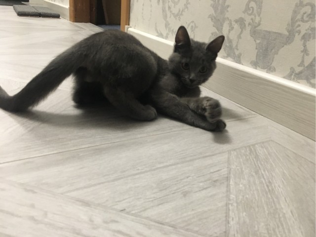К - Котовторник ☺ Пополнение