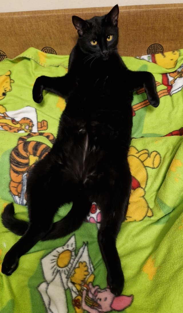 Толстые коты