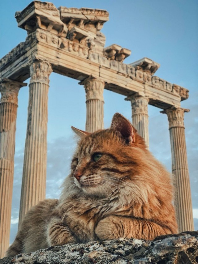Кошки на развалинах города Помпеи