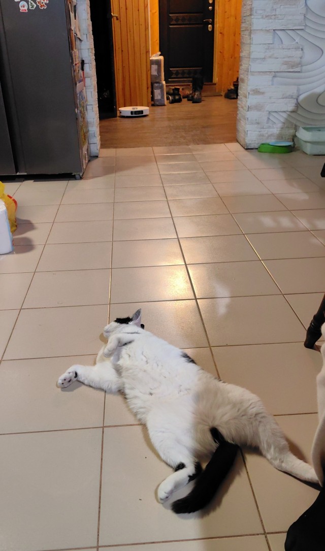 Котовторник