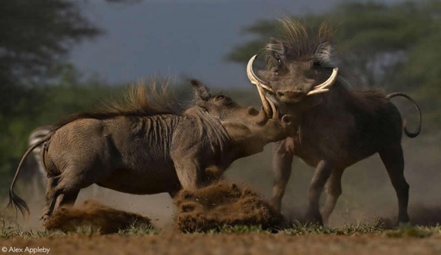 Объявлены победители фотоконкурса Africa Geographic Photographer of the Year 2025