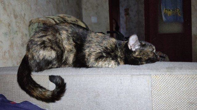 Моя жена не умеет фоткать кота