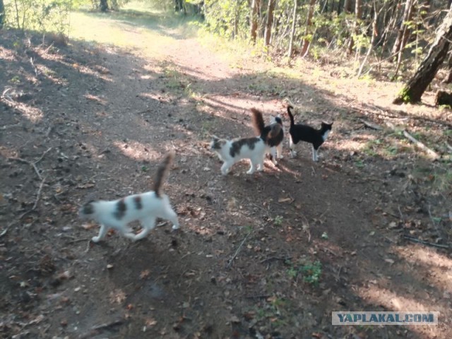 Жизнь домашнего приюта для котеек 558