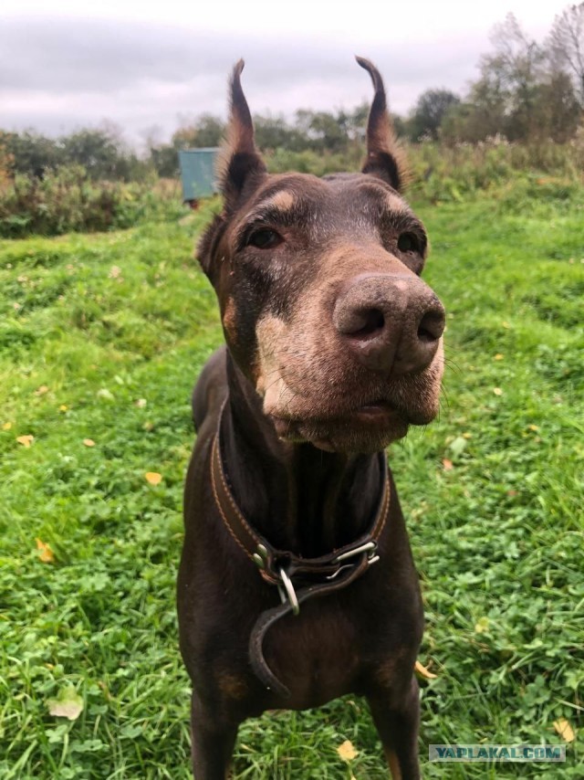 А у Даны д.р. Ей 11 лет..