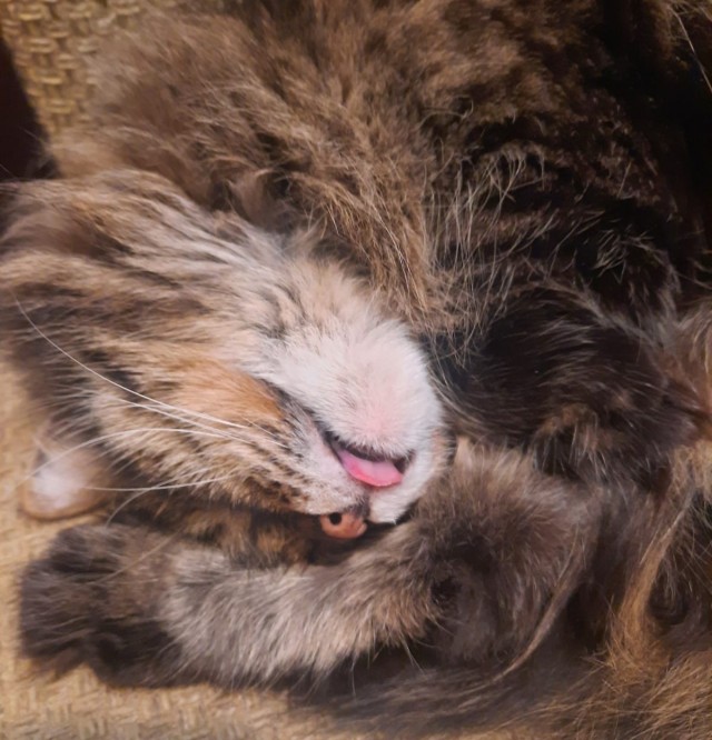 Котовторник. Где коты? Мой вот!