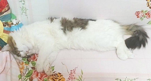 Котовторник же, хватит спать!