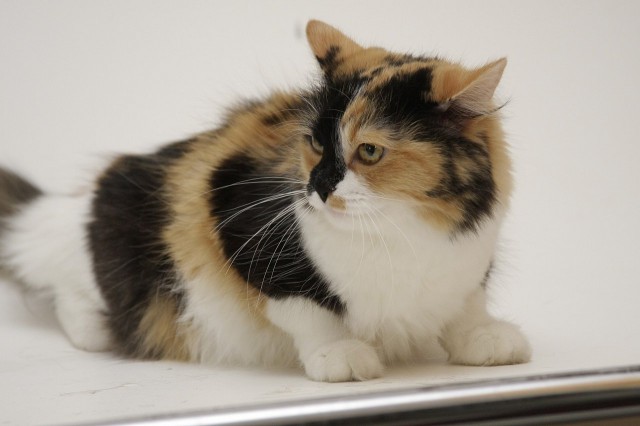 Кот барсик