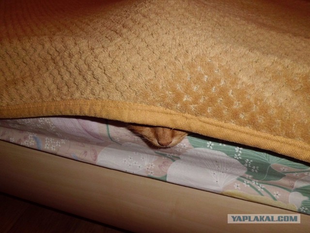 Котовторник 26.11.2013