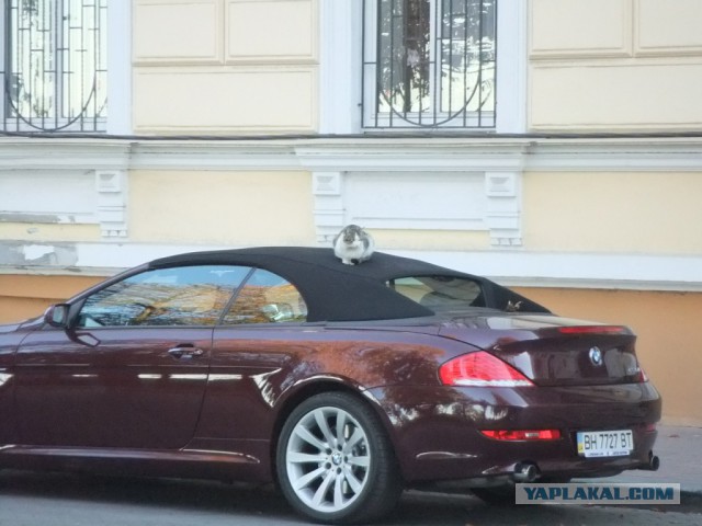 Выхожу с работы, а там...