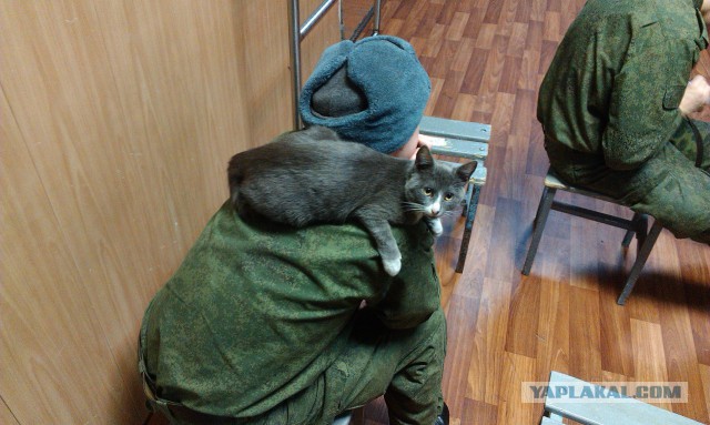 Котовторник  08.07.2014