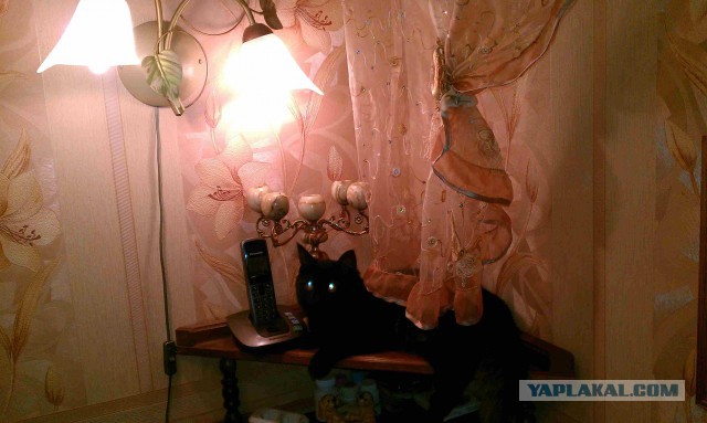 Пост невероятной кошачьей красоты. 25 фот.