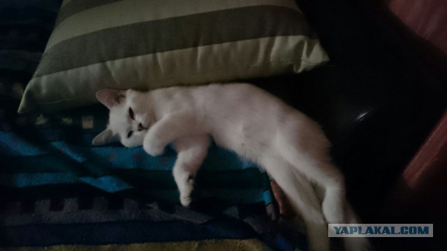 Котовторник 16.02.16