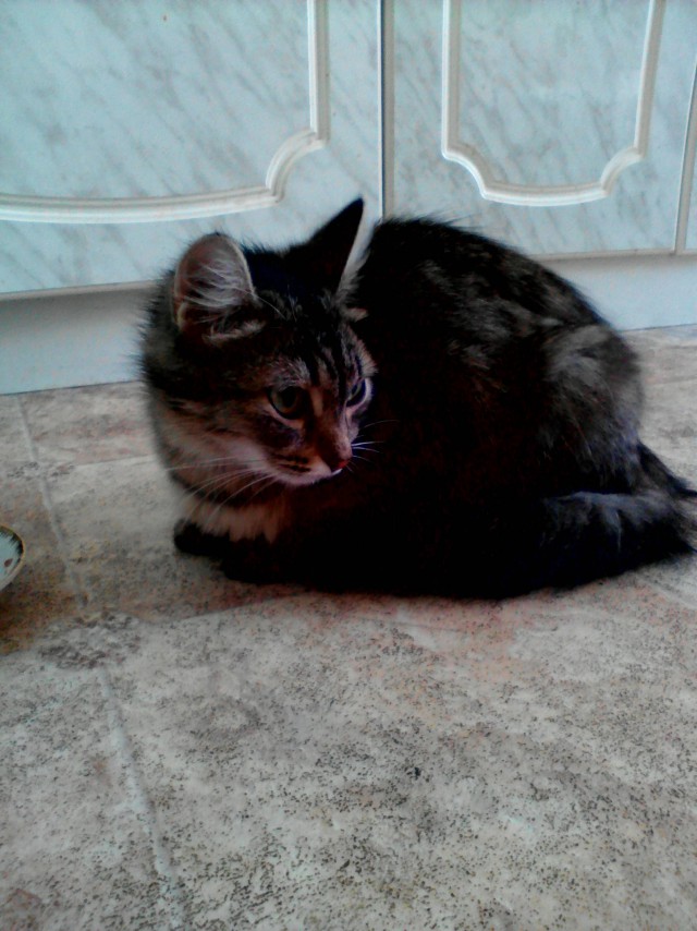 Котовторник 03.05.2016