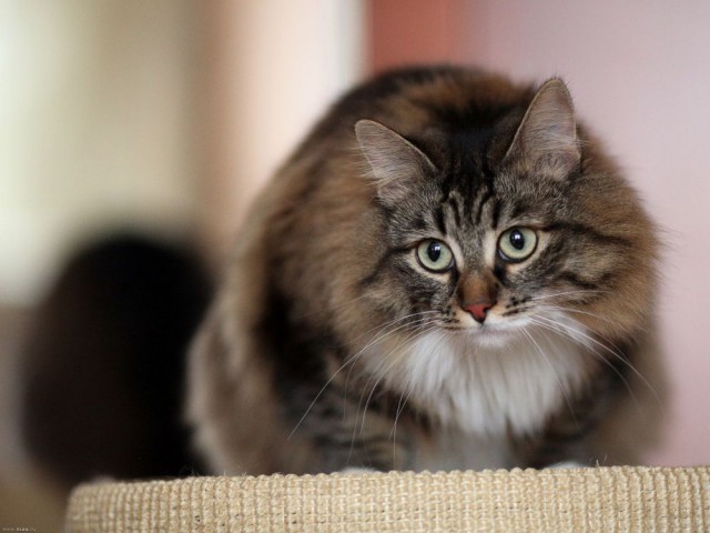 Коты из сети