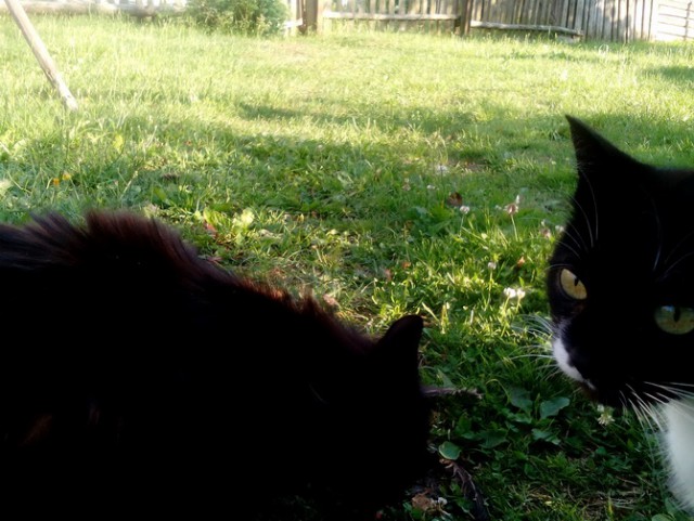 Котовторник 24.01.2017