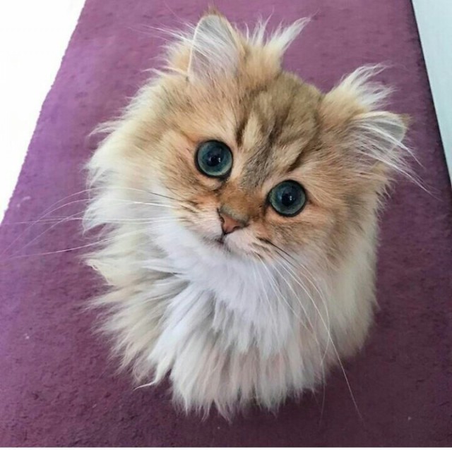 Коты и Кошки