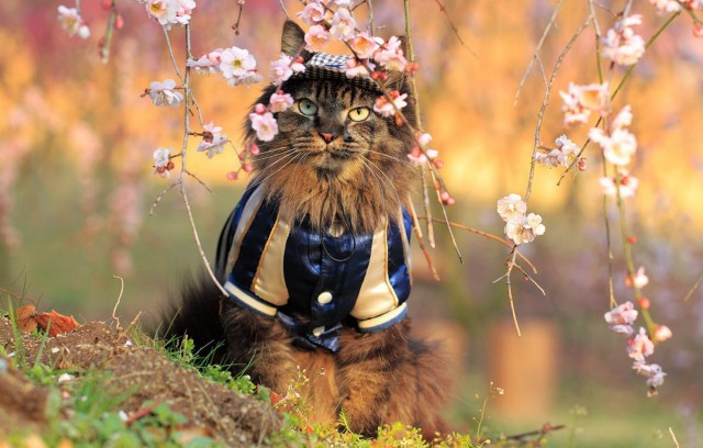 Коты и Кошки