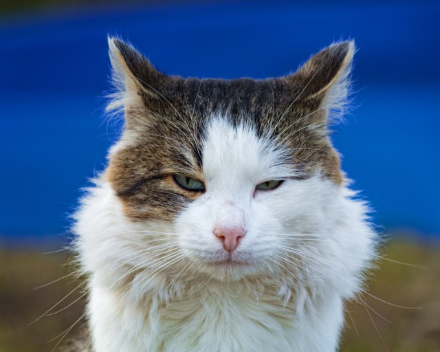 Котовторник
