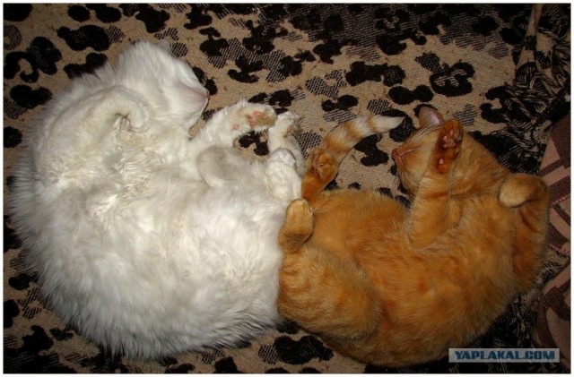 Котовторнику Да (09.12.08)