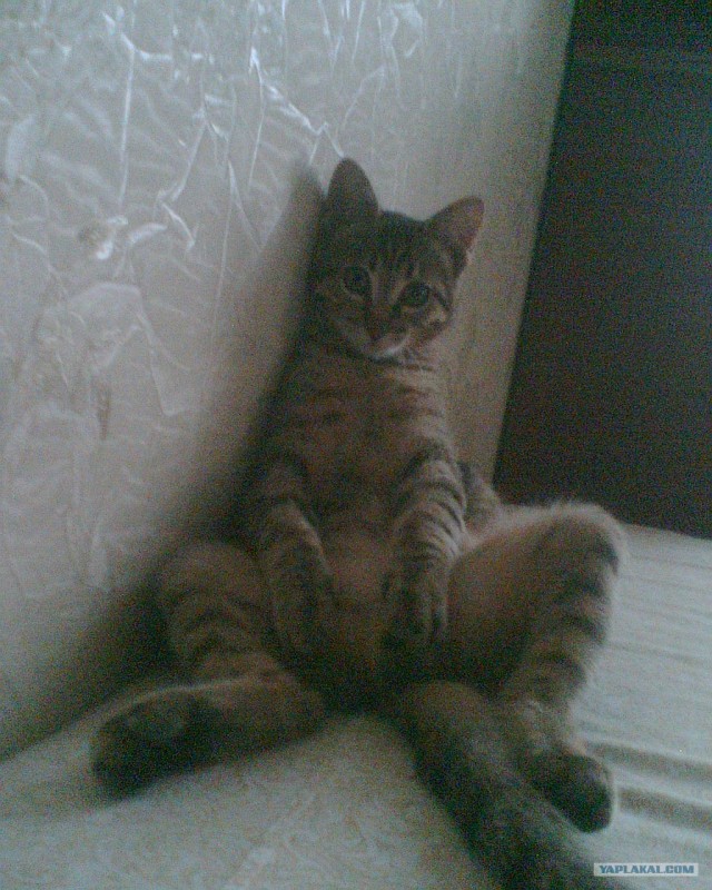 День котов