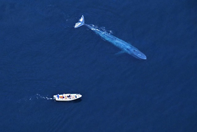 Самые дружелюбные киты на свете
