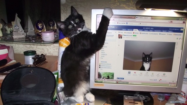 Начинаем котовторник!