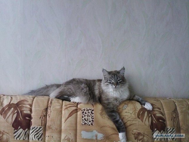 Котовторник 17.04.2012