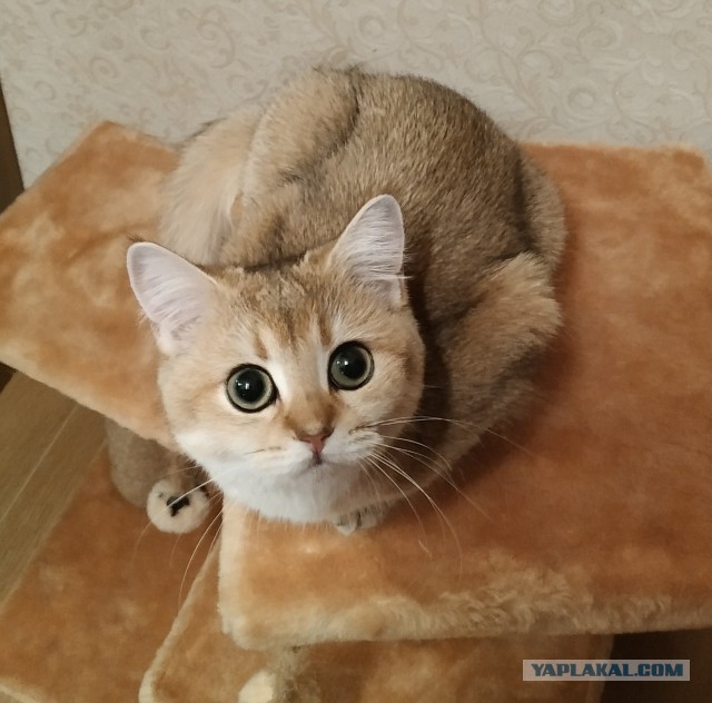 Превращение котенка в кота и обратно за 26 секунд