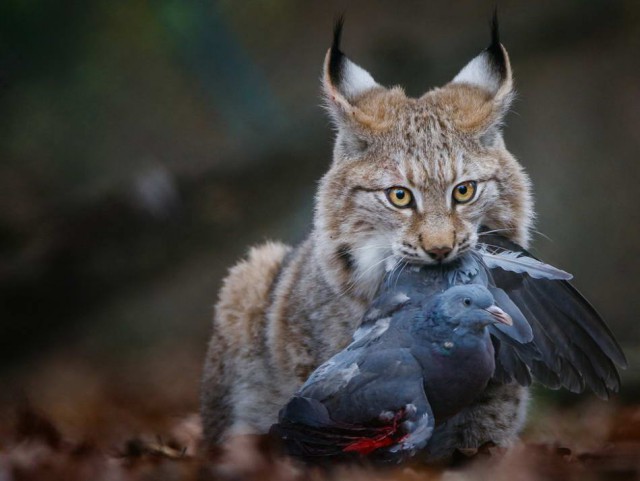 Дикий котовторник 11.06.19