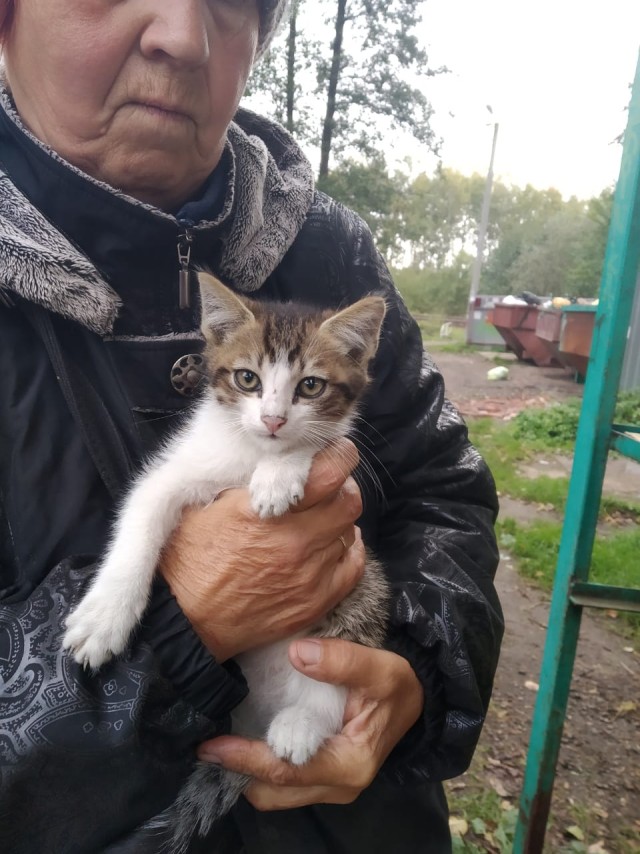 Забавные фото котеек