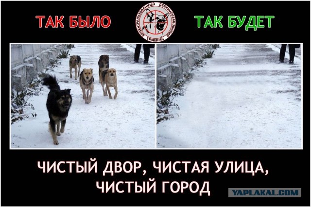 Стая бродячих псов утроила охоту на североуральского подростка