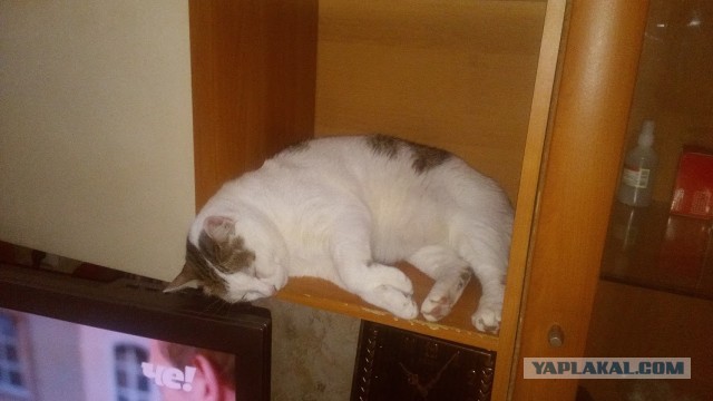 Батя плохому не научит