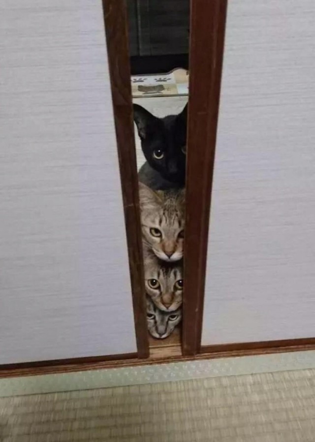 Эти забавные животные