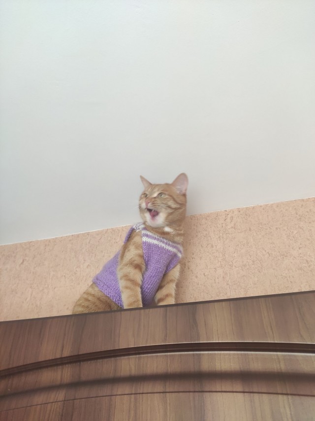 Эти забавные животные