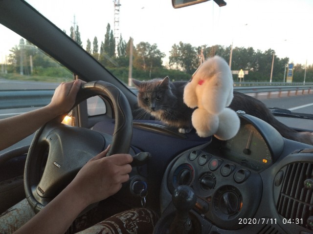 На любом заводе есть кот, которому позволено всё