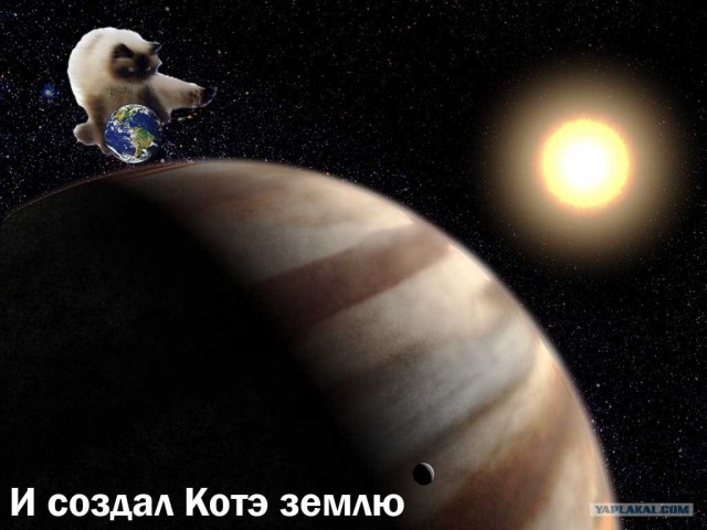 Фотожаба: Кот-ниндзя