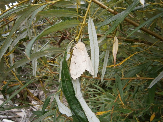 На конягах по Алтаю