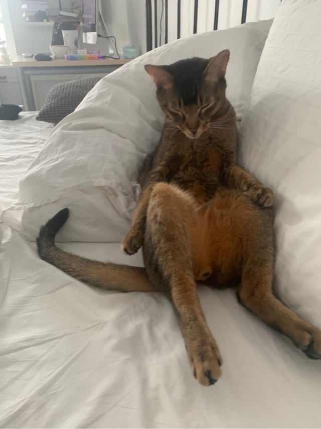 Котовторник!