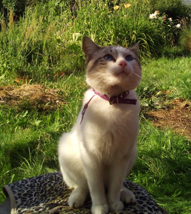 Хоба! Котовторник!