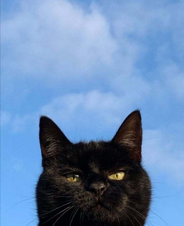 Вы, что спите? Вставайте, котовторник же!