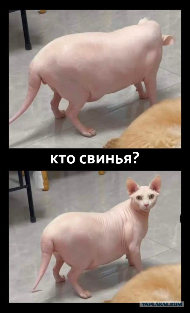 Какая у вас милая свин... ой