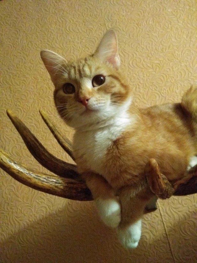 Котовторниковское
