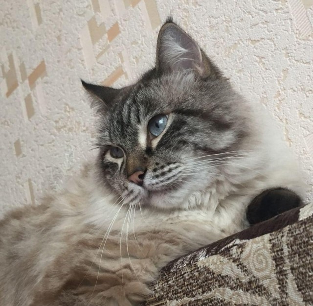 Котики - наше всё!