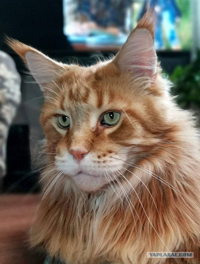 Ура! Котовторник.