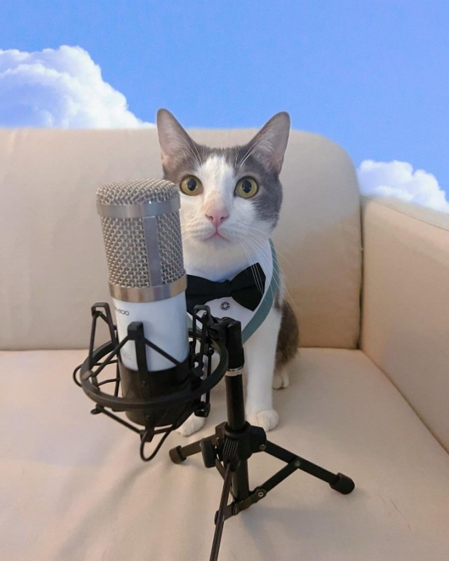 Коты-работяги