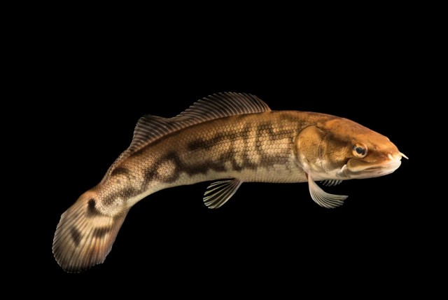 Ильная рыба: Рыба, которая не менялась 70 млн лет. Она пережила динозавров, научилась дышать воздухом и не есть 1.5 года